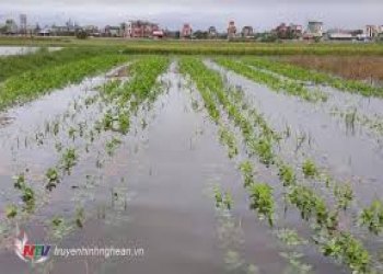 hau-giang-gan-600-ha-mia-bi-ngap-ung-nhieu-dien-tich-da-chet